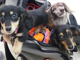 ルルアちゃん初めて地下鉄に乗ったよ 初地…