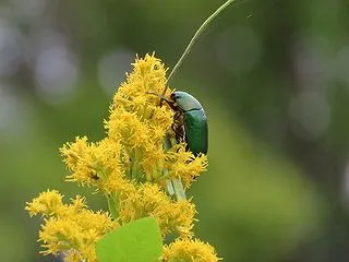 アオドウガネ？