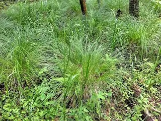 乙女高原(6)湿地・谷地坊主など