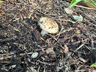 変なキノコ