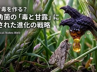 なぜ麦角菌は毒を作るのか？麦角アルカロイ…