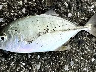今日は渋い