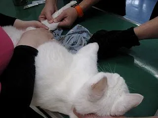 血ぃ～止められてるのれす・・(。-`ω-…