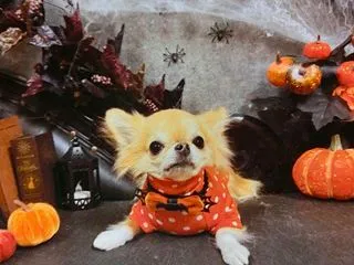 ハロウィンですね