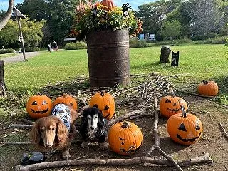 Ｈａｐｐｙ Ｈａｌｌｏｗｅ …