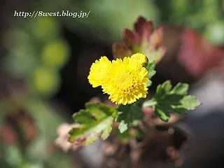 菊３