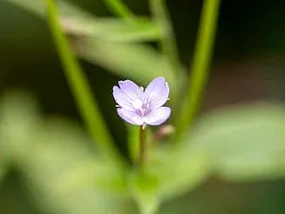 八幡平頂上 ②鏡沼手前