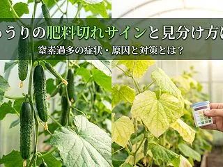 きゅうりの肥料切れサインと見分け方は？窒…
