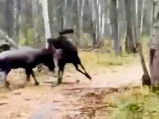 角を突き合わせる2頭のヘラジカ、細い白樺…