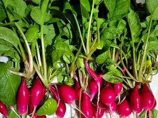 二十日大根を収穫、採れた野菜で夕食作り