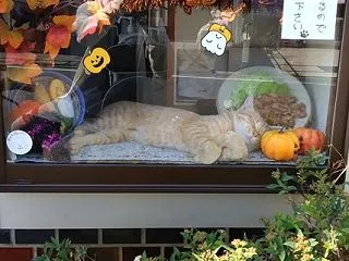 ミルキーちゃんのご尊顔ｚｚｚ