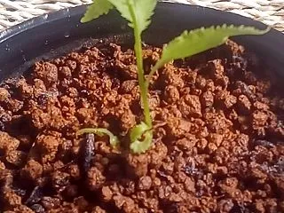 雑ガー 梅の種まき⑬暖かいから心配だ