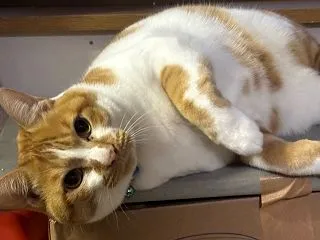 2026.10.30 酒と肴 キノコで秋…