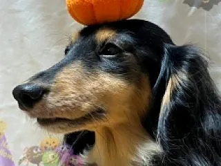 Happy Halloween ♪