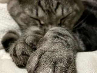 握手会