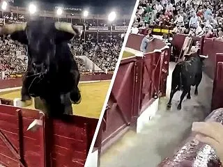 スペインの闘牛場で牛が観客席に飛び込んで…