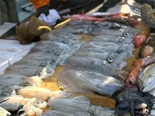 10月31日の釣果です。アオリイカエサ釣…
