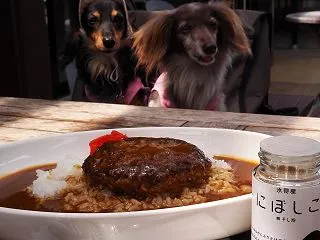 氷見ハンバーグカレー わんずとお出かけ富…