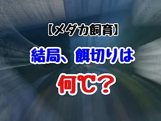 【メダカ飼育】結局、餌切りは何℃？