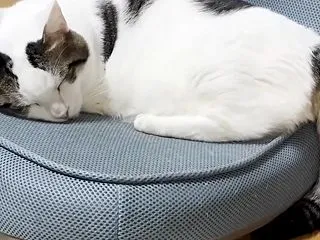 8年経っても変わらない親子関係が尊い猫