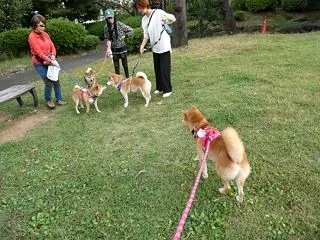 犬バカちゃんリン☆蕎麦屋の風鈴🎵 今年の…