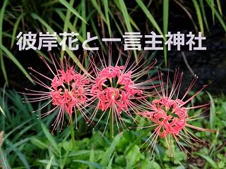 カメラを持って秋の大和路へ！一言主神社を…