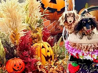 HappyHalloween❤️