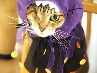 苺と林檎、Halloweenコスプレを頑…