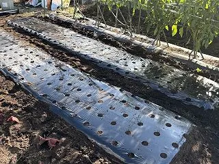 久しぶりの畑