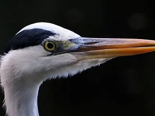 鳥撮り散歩は良い運動になります