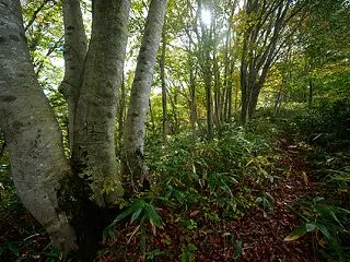 急に冷えた日の宝達山