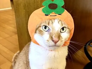 １０月３１日 Halloweenですね