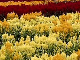 お花屋さんのケイトウとは別人！畑で見つけ…