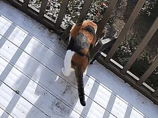 ほとんど脱走