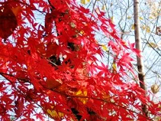 今日という日は！10月31日！誕生花と花…