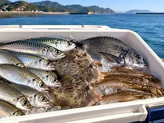 10月・秋に釣れる魚一覧｜堤防・サーフ・…