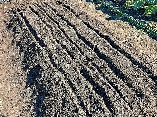ほうれん草の種まき