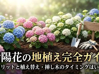 紫陽花の地植えはデメリットばかり？植え替…