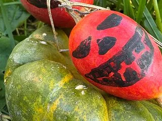 つつかれる渋柿 ハロウィンカラスウリ