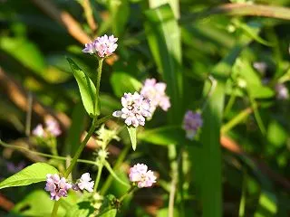 『犀川河川敷で出会った花と鳥と虫達』