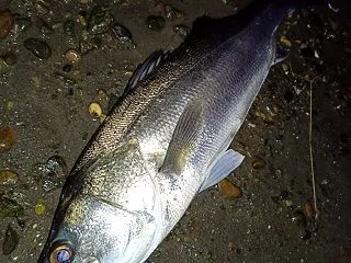 オプションがあるといいね