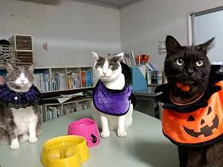 ハッピーハロウィン🎃