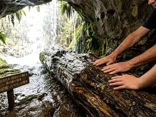 古代木の話 数千年〜数万年近く腐らずに残…