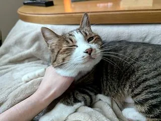 寒さに耐えかねてこたつ設置ヽ(`Д´)ﾉ…
