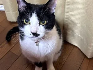 でんごん