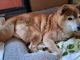 いつもの５倍