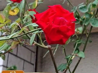 東京プリンって覚えてる?