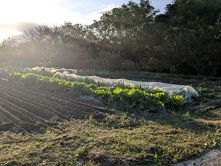 世継には素敵な畑が点在しています。
