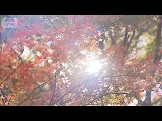 清里高原で深まる秋の気配 紅葉も見頃 山…