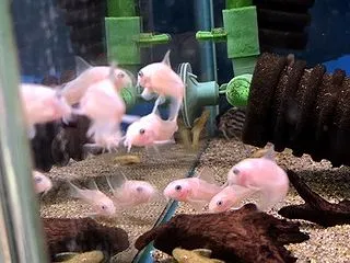 黒ヒゲコケ食べます♪